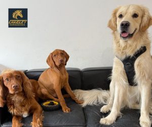Chaigley Dogs
