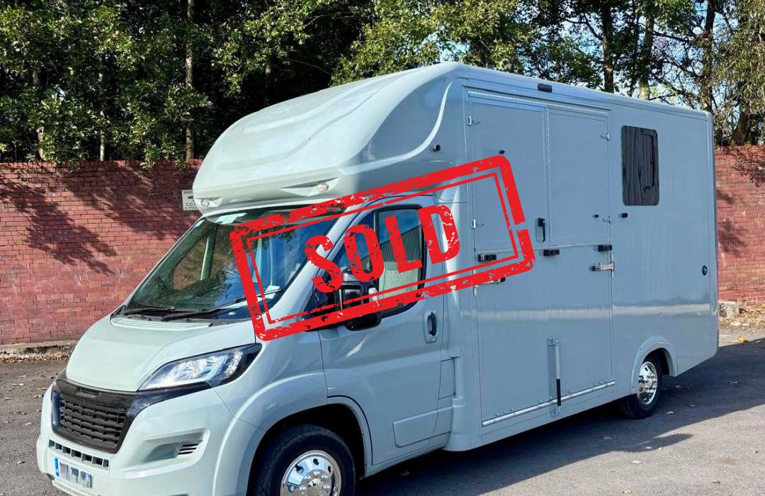 Chaigley Stallion - SOLD